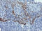 Alcohol Dehydrogenase 7 (Class IV), Mu Or Sigma Polypeptide antibody, M04397, Boster Biological Technology, Immunohistochemistry paraffin image 