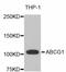 ATP Binding Cassette Subfamily G Member 1 antibody, abx125284, Abbexa, Western Blot image 