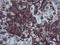 Alpha 2-HS Glycoprotein antibody, LS-C173909, Lifespan Biosciences, Immunohistochemistry frozen image 