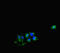 Cyclin Dependent Kinase 7 antibody, LS-C677474, Lifespan Biosciences, Immunofluorescence image 