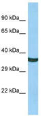 Trace Amine Associated Receptor 9 (Gene/Pseudogene) antibody, TA331584, Origene, Western Blot image 