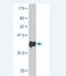 Protocadherin Gamma Subfamily C, 3 antibody, H00005098-M03, Novus Biologicals, Western Blot image 