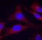 Protein Tyrosine Phosphatase Non-Receptor Type 6 antibody, GTX50327, GeneTex, Immunofluorescence image 