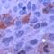 Cycb1 antibody, GTX73034, GeneTex, Immunohistochemistry paraffin image 