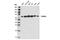 Tripartite Motif Containing 25 antibody, 13773S, Cell Signaling Technology, Western Blot image 