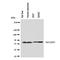 Solute Carrier Family 22 Member 5 antibody, orb137945, Biorbyt, Western Blot image 