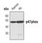Neutrophil Cytosolic Factor 1 antibody, MA5-14778, Invitrogen Antibodies, Western Blot image 