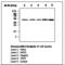 DNA Fragmentation Factor Subunit Alpha antibody, LS-C62162, Lifespan Biosciences, Western Blot image 