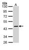 Serpin Family A Member 10 antibody, GTX110252, GeneTex, Western Blot image 