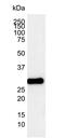 CPN10 antibody, MCA1550, Bio-Rad (formerly AbD Serotec) , Immunohistochemistry frozen image 