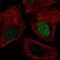 Small Integral Membrane Protein 6 antibody, NBP2-38076, Novus Biologicals, Immunofluorescence image 
