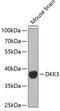 Dickkopf WNT Signaling Pathway Inhibitor 3 antibody, 18-691, ProSci, Western Blot image 