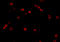 Programmed cell death protein 5 antibody, 5011, ProSci, Immunofluorescence image 