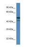 SH3 Domain Binding Kinase 1 antibody, NBP1-74148, Novus Biologicals, Western Blot image 