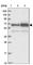 Arginyltransferase 1 antibody, HPA038444, Atlas Antibodies, Western Blot image 
