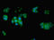 Eukaryotic Translation Initiation Factor 5 antibody, LS-C369572, Lifespan Biosciences, Immunofluorescence image 