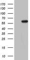 Cyclin Dependent Kinase Like 2 antibody, LS-C339635, Lifespan Biosciences, Western Blot image 