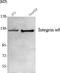 Integrin Subunit Alpha 6 antibody, STJ98511, St John