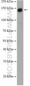 Splicing Factor 3b Subunit 1 antibody, 27684-1-AP, Proteintech Group, Western Blot image 