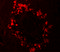 Regulator Of G Protein Signaling 22 antibody, 7001, ProSci, Immunofluorescence image 