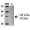 PCNA antibody, SPC-691D, StressMarq, Western Blot image 