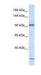 Protocadherin Alpha Subfamily C, 2 antibody, NBP1-59215, Novus Biologicals, Western Blot image 