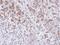 Exostosin Like Glycosyltransferase 3 antibody, PA5-27573, Invitrogen Antibodies, Immunohistochemistry paraffin image 
