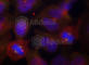 Synaptotagmin 2 antibody, AP0460, ABclonal Technology, Immunofluorescence image 