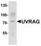 SMAD Specific E3 Ubiquitin Protein Ligase 1 antibody, MBS153727, MyBioSource, Western Blot image 