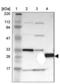 PRELI Domain Containing 1 antibody, NBP1-88093, Novus Biologicals, Western Blot image 