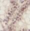 POU Class 2 Homeobox 1 antibody, FNab05960, FineTest, Immunohistochemistry paraffin image 