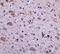 Immunity Related GTPase M antibody, GTX85039, GeneTex, Immunohistochemistry paraffin image 