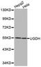 UDP-Glucose 6-Dehydrogenase antibody, LS-C331353, Lifespan Biosciences, Western Blot image 