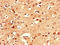 Calsyntenin 2 antibody, LS-C397458, Lifespan Biosciences, Immunohistochemistry paraffin image 