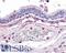 G Protein-Coupled Receptor 4 antibody, LS-A143, Lifespan Biosciences, Immunohistochemistry frozen image 