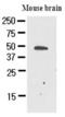 Growth Arrest Specific 7 antibody, GTX50021, GeneTex, Western Blot image 