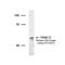 FA Complementation Group C antibody, GTX70315, GeneTex, Western Blot image 