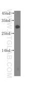 Surfeit 2 antibody, 16522-1-AP, Proteintech Group, Western Blot image 