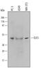 E74 Like ETS Transcription Factor 3 antibody, AF5787, R&D Systems, Western Blot image 