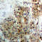 ERK-7 antibody, LS-C368410, Lifespan Biosciences, Immunohistochemistry paraffin image 