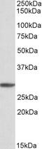 Ephrin B2 antibody, 42-823, ProSci, Enzyme Linked Immunosorbent Assay image 