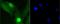 Histone Cluster 1 H1 Family Member E antibody, NBP2-67313, Novus Biologicals, Immunocytochemistry image 