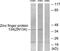 Zinc Finger Protein 134 antibody, TA314692, Origene, Western Blot image 