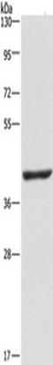 Nucleoside diphosphate kinase 7 antibody, TA349417, Origene, Western Blot image 