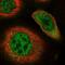 RAD23 Homolog B, Nucleotide Excision Repair Protein antibody, NBP1-89699, Novus Biologicals, Immunocytochemistry image 