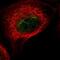 Caspase Recruitment Domain Family Member 19 antibody, PA5-58329, Invitrogen Antibodies, Immunofluorescence image 