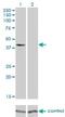 Transmembrane Protein Adipocyte Associated 1 antibody, H00131601-M01, Novus Biologicals, Western Blot image 