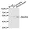 Endothelin Receptor Type B antibody, LS-C335279, Lifespan Biosciences, Western Blot image 