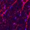 Vesicle Associated Membrane Protein 2 antibody, AF5136, R&D Systems, Immunohistochemistry paraffin image 
