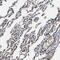 Kelch Like Family Member 42 antibody, NBP1-90612, Novus Biologicals, Immunohistochemistry frozen image 